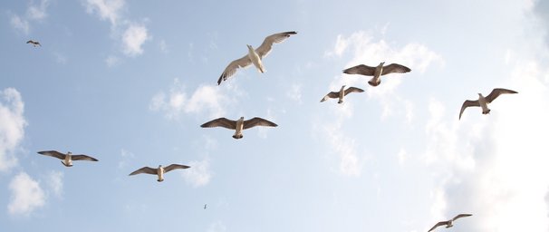 seagulls.jpg 