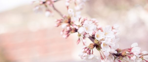 cherry-blossom.jpg 